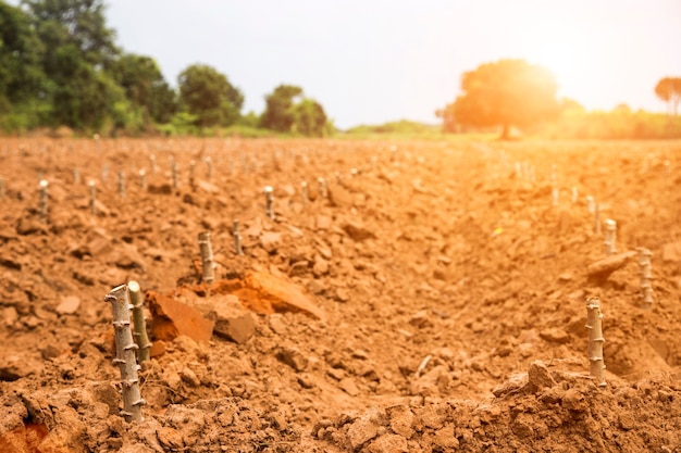 raccolta del campo di patate nella vita agricola