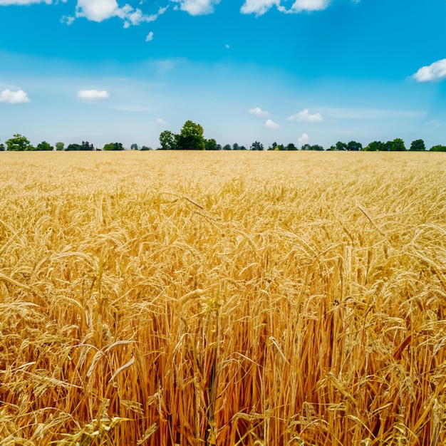 Raccolta del grano