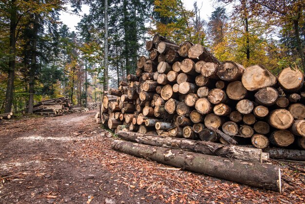 Raccolta del legname Molti tronchi giacenti a terra nella foresta