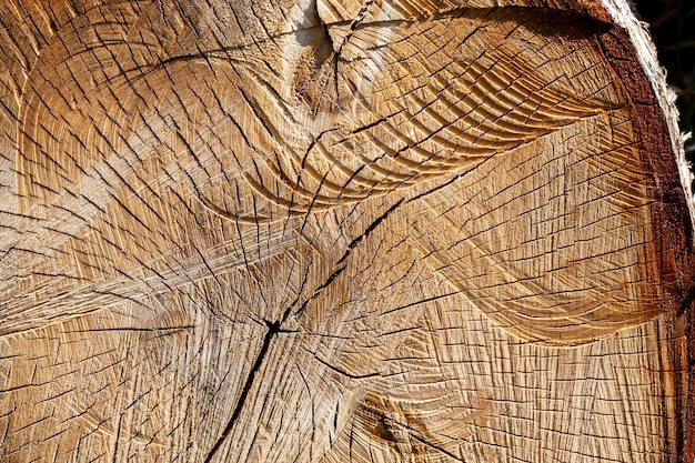 Raccolta del legno di betulla per l'uso nell'industria della lavorazione del legno di un gran numero di tronchi d'albero durante la raccolta del legno