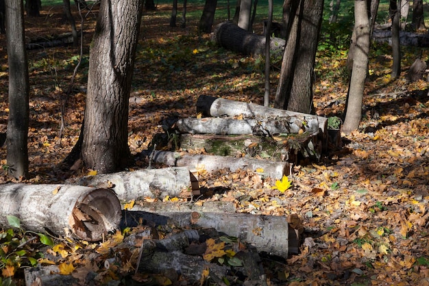 Raccolta del legno nella foresta