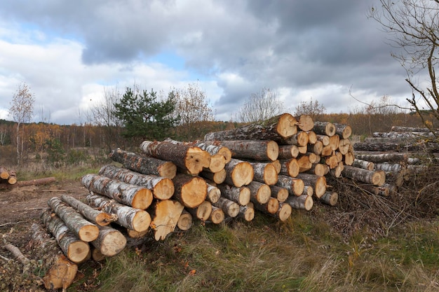 Raccolta del legno nella foresta