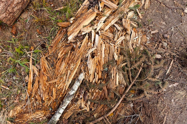 Raccolta del legno nella foresta