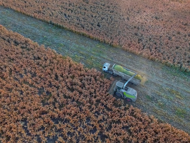 Raccolta del sorgo a La Pampa Argentina