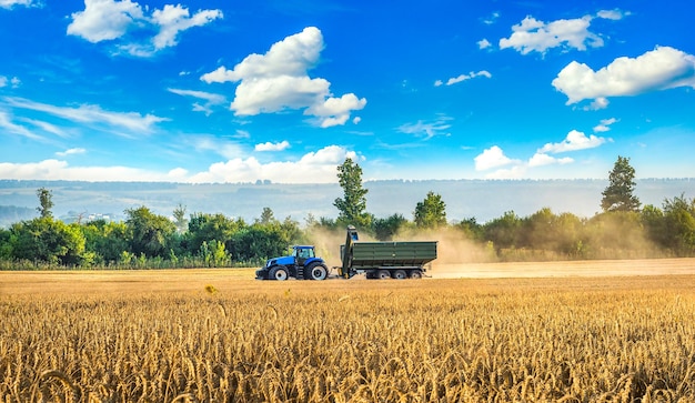 Raccolta del trattore nel campo di grano in estate