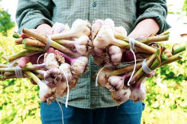 Raccolta dell'aglio nell'orto Contadino con verdure appena raccolte nelle mani concetto di agricoltura biologica