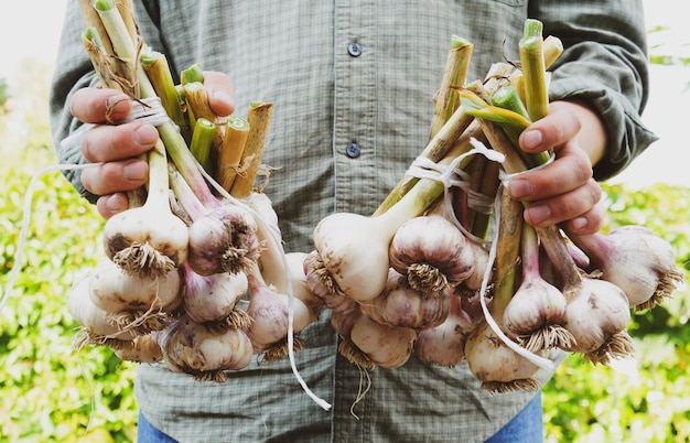 Raccolta dell'aglio nell'orto Contadino con verdure appena raccolte nelle mani concetto di agricoltura biologica