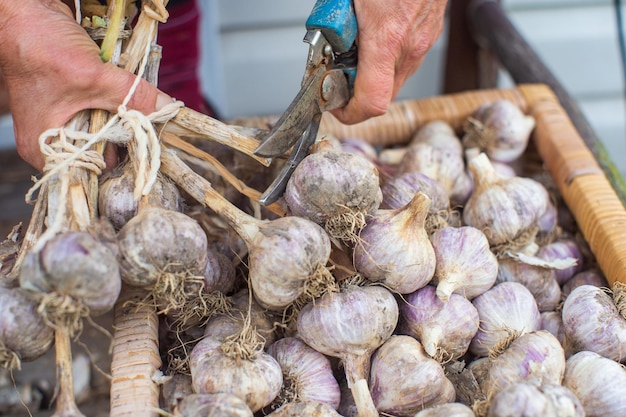 Raccolta dell'aglio per l'inverno Concetto di agricoltura Cibo fresco e sano