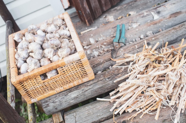 Raccolta dell'aglio per l'inverno. Concetto di agricoltura. Cibo sano e fresco. Tagliare lo stelo dal bulbo.