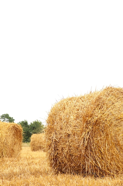 Raccolta della cauzione di fieno nel paesaggio dorato del campo. Foto verticale