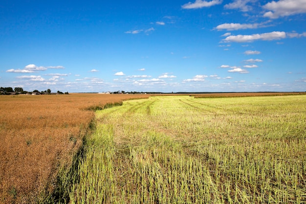 Raccolta della colza - un campo agricolo, che ha effettuato la raccolta della colza, l'estate,