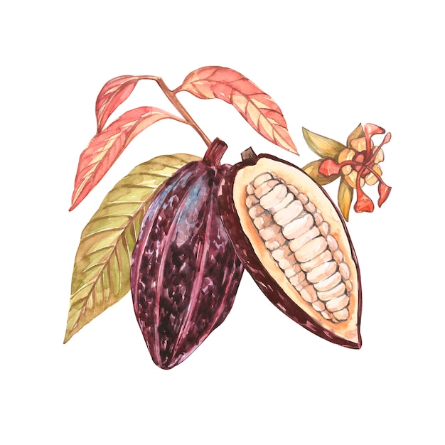 Raccolta della frutta del cacao dell'acquerello isolata. Piante di cacao esotiche disegnate a mano.