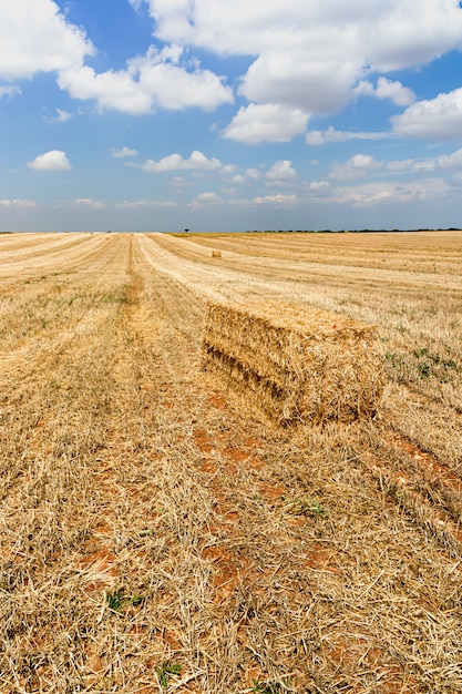 Raccolta della paglia nel campo