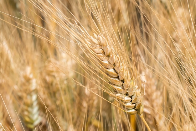 Raccolta della spiga dorata di grano maturo