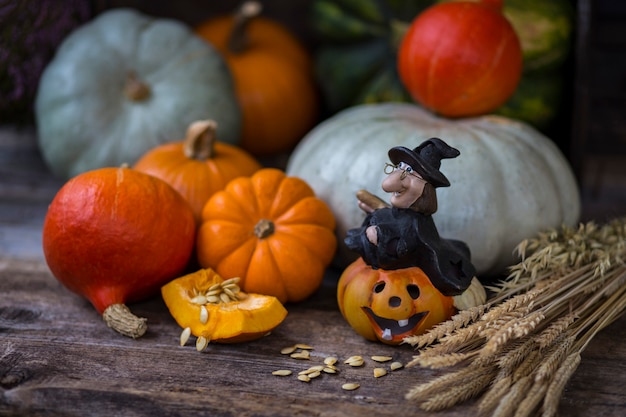 raccolta della zucca, orecchie e strega