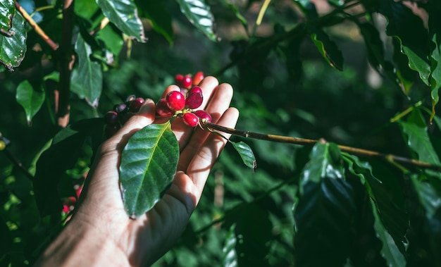 Raccolta delle bacche di caffè da parte dell'agricoltore mani chicchi di caffè rossi che maturano in mano agricoltore