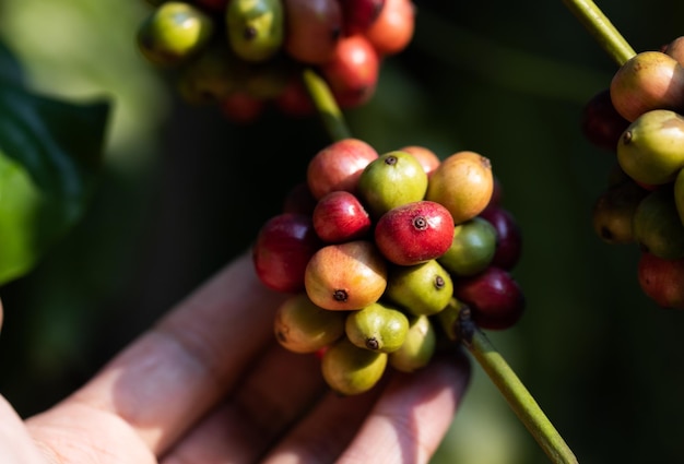 Raccolta delle bacche di caffè da parte dell'agricoltura Chicchi di caffè che maturano sull'albero nel nord della Thailandia