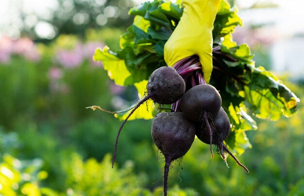 Raccolta delle barbabietole nelle mani dell'agricoltore, giardinaggio e agricoltura, prodotti ecologici scavati nell'orto.