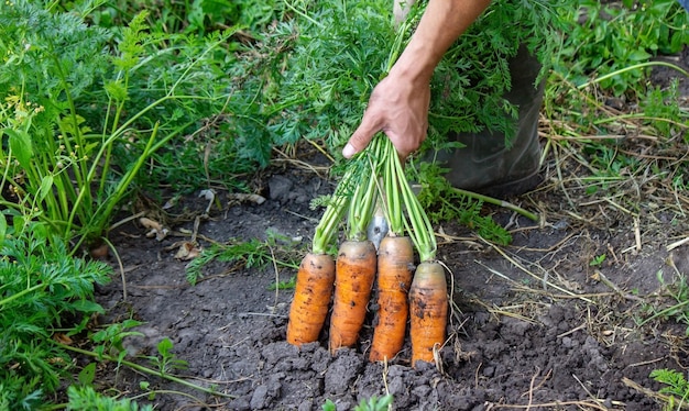 Raccolta delle carote in azienda, prodotto ecologico.