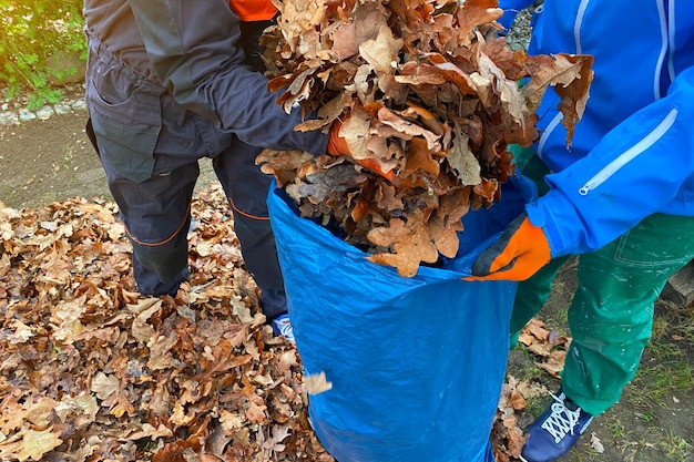 Raccolta delle foglie cadute in autunno in una pulizia del giardino della borsa