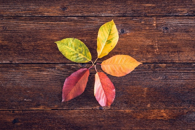 Raccolta delle foglie d'autunno