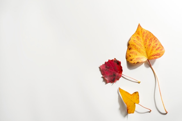 Raccolta delle foglie di autunno isolate su un bianco