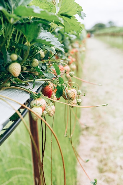 Raccolta delle fragole in azienda