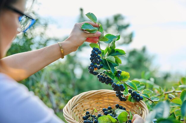 Raccolta delle mani naturali di chokeberry con un paniere di pruners che tengono il ramo con le bacche sul cespuglio