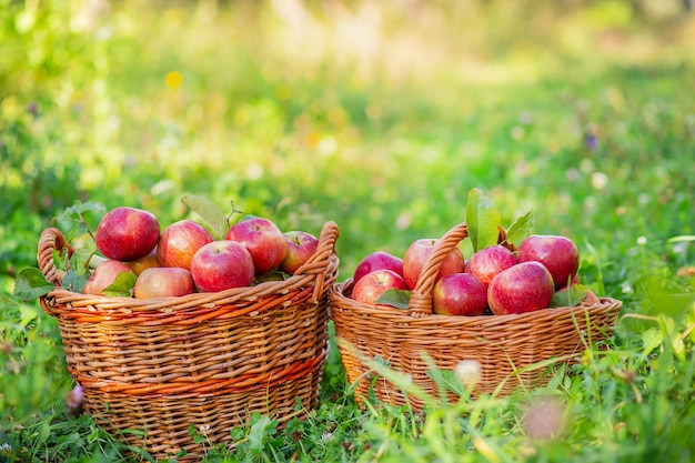 Raccolta delle mele Cestini affollati di mele rosse nel giardino sull'erba Mele biologiche