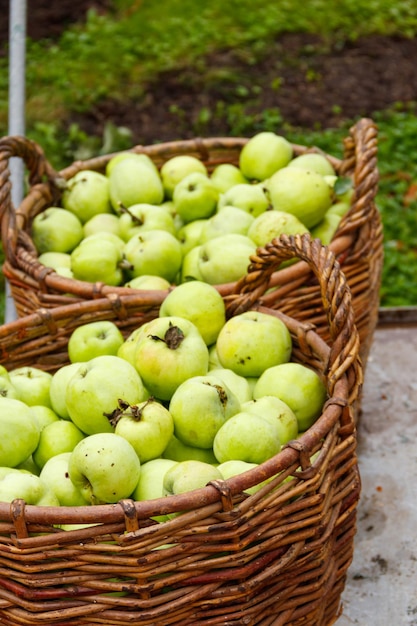 Raccolta delle mele Due cesti di vimini con mele verdi nel frutteto