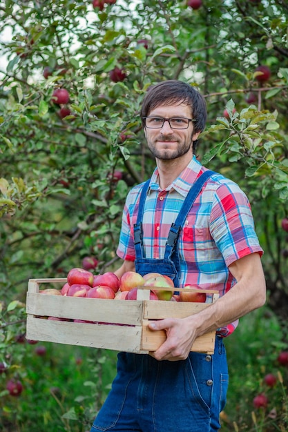 Raccolta delle mele Un uomo con un cesto pieno di mele rosse in giardino Mele biologiche