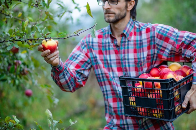 Raccolta delle mele Un uomo con un cesto pieno di mele rosse in giardino Mele biologiche