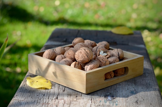 Raccolta delle noci in una cassetta di legno in giardino