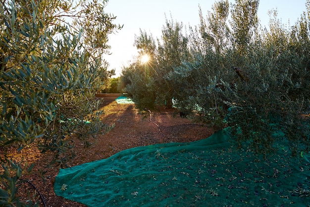 Raccolta delle olive con raccolta al Mediterraneo