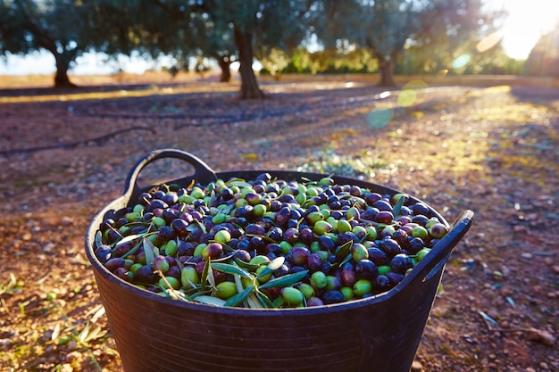 Raccolta delle olive nel cestino del contadino