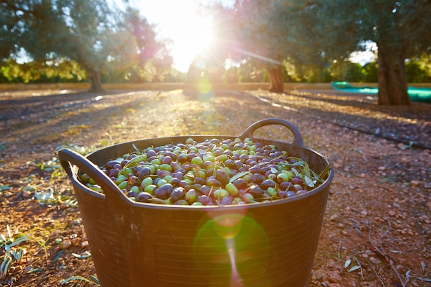 Raccolta delle olive nel cestino del contadino