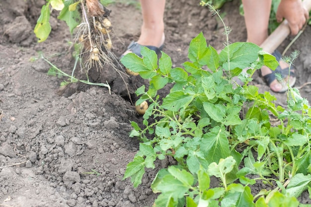 Raccolta delle patate dal terreno Patate appena scavate o raccolte su un ricco terreno marrone Patate fresche biologiche sul terreno in un campo in una giornata estiva Il concetto di cibo in crescita Patate novelle