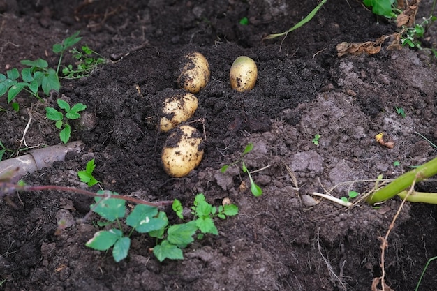 Raccolta delle patate, patate biologiche giacciono a terra