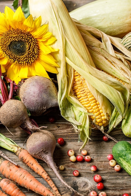 Raccolta delle verdure autunnali