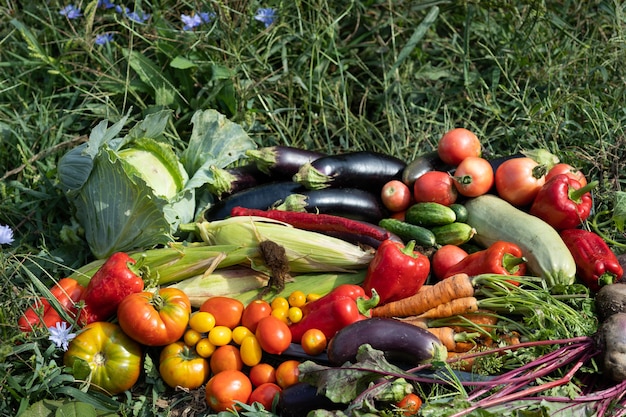 Raccolta delle verdure raccolte nell'orto