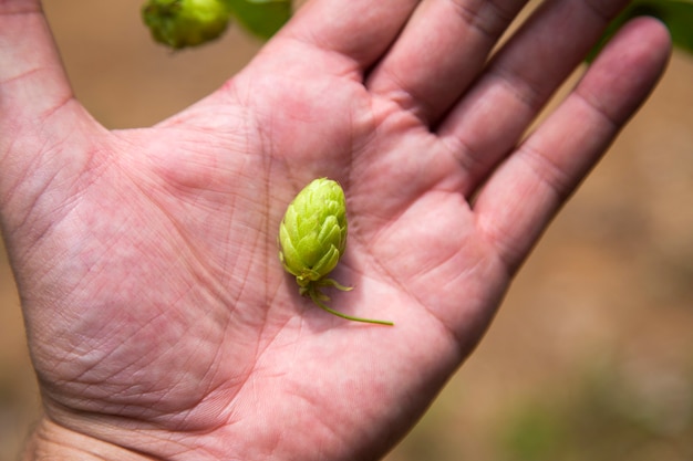 Raccolta di agricoltura di luppolo su una mano. Passi la palma con verde una pianta matura del luppolo, concetto di birra della birra.