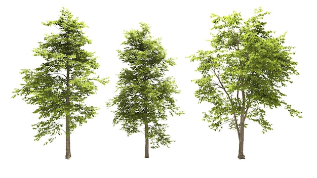 Raccolta di alberi frondosi verdi su sfondo bianco