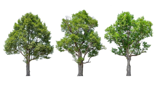 Raccolta di alberi isolati su sfondo bianco