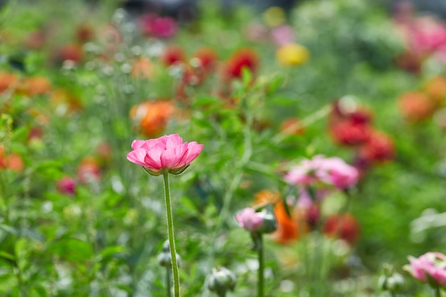 Raccolta di bellissimi fiori colorati nella fattoria nella serra.