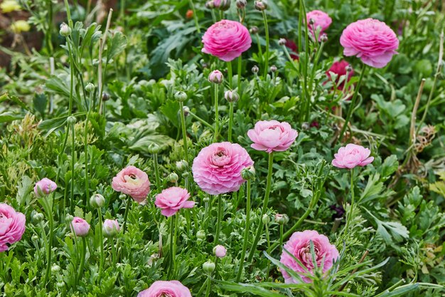 Raccolta di bellissimi fiori colorati nella fattoria nella serra.