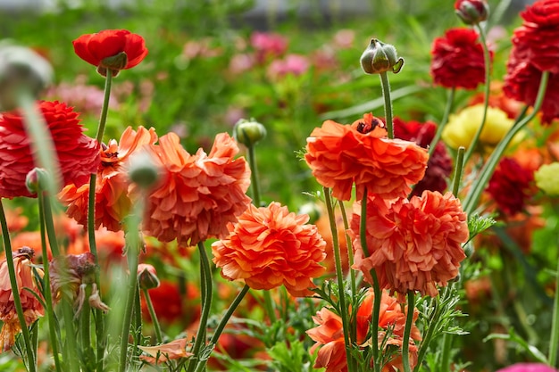 Raccolta di bellissimi fiori colorati nella fattoria nella serra.