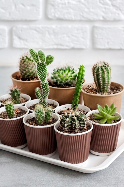 Raccolta di cactus e piante grasse in piccoli bicchieri di carta su un vassoio. Casa & Giardino. Copia spazio