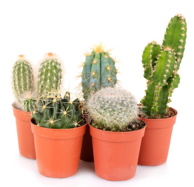 Raccolta di cactus isolati su bianco