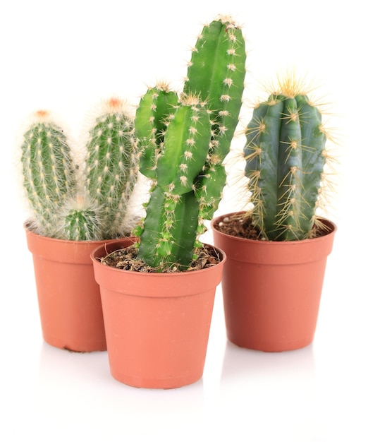 Raccolta di cactus isolati su bianco