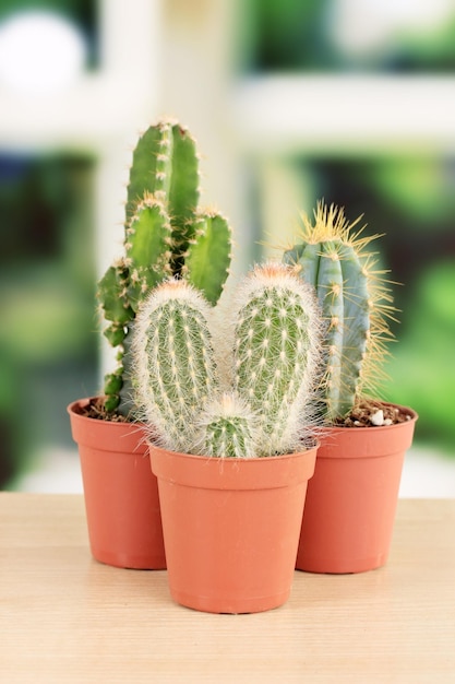 Raccolta di cactus sul davanzale